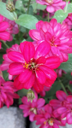 Pink Flowersの素材