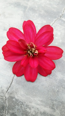 Flowerの素材