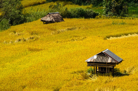 mae la noi is the capital city of thailand landspace view over paddy field plantation in morning sunriseの写真素材