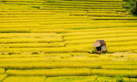 mae la noi is the capital city of thailand landspace view over paddy field plantation in morning sunriseの写真素材