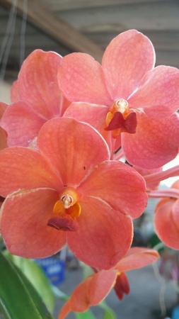 Vanda orchid species orange beautiful.の素材