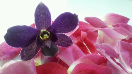 Orchid flowers on pink rose petals.の素材
