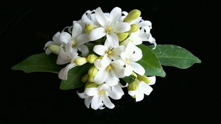Orange jasmine flowerの素材