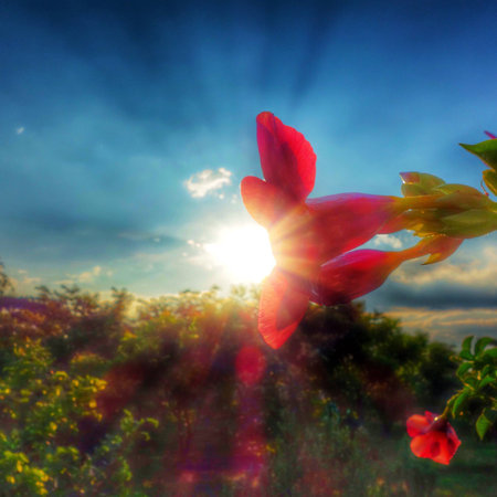 Red flower eating the sunの写真素材