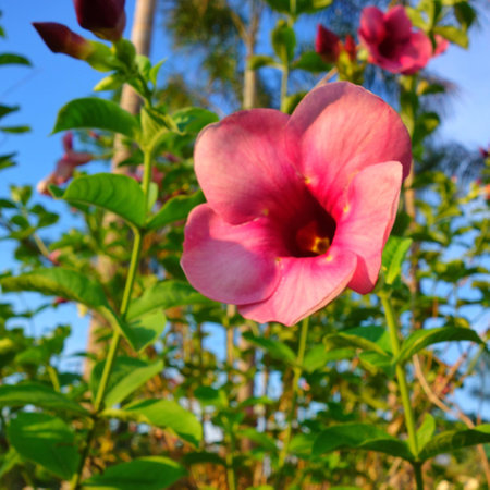 Red flower bright skyの写真素材