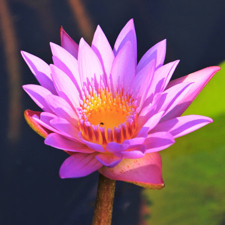 pink violet lotus water lilyの写真素材