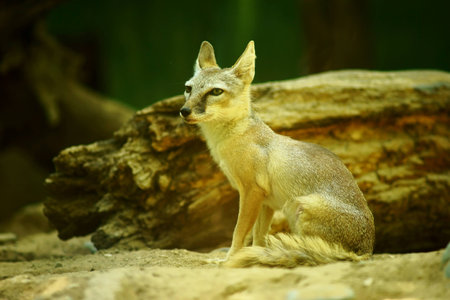 Kit Foxの写真素材