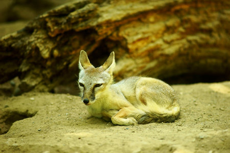 Kit Fox