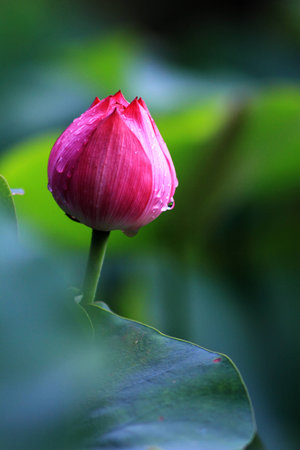 Lotusの写真素材