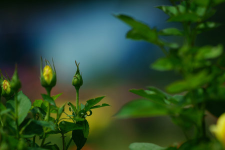 Chinese rose budの写真素材