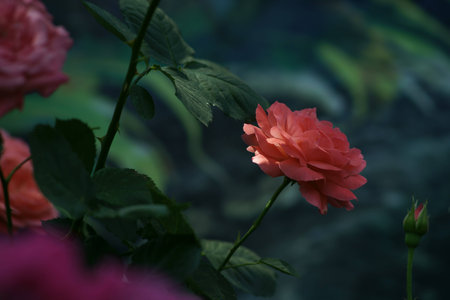 Chinese roseの写真素材