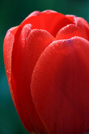 Tulipの写真素材