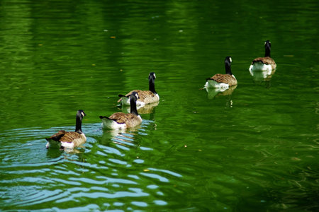 Lake waterfowlの写真素材