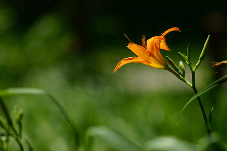 lily flowersの写真素材
