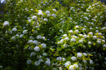 Heatherの写真素材