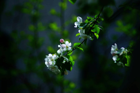 Begonia flowerの写真素材