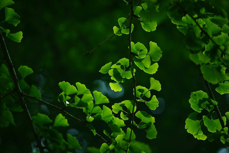 Ginkgo biloba leafの写真素材