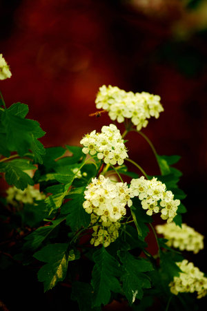 Begonia flower
