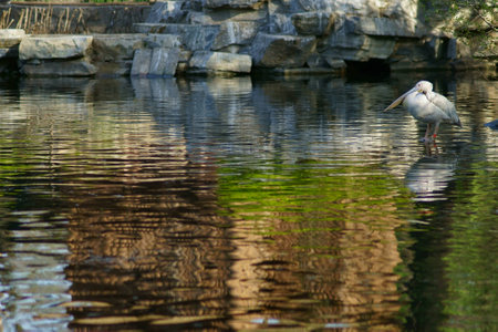 Lake Habitat of waterfowl の写真素材