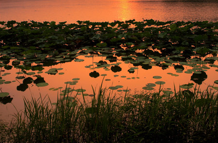 Leaves under the setting sun in the lakeの写真素材