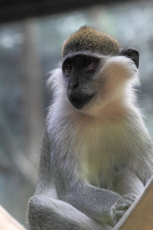 Close up of the little monkeyの写真素材