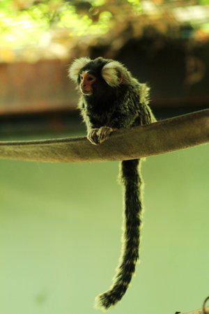 Longtailed Macaqueの写真素材