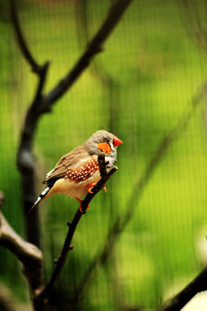 Redbilled Sparrow