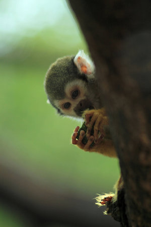 Monkey holding food
