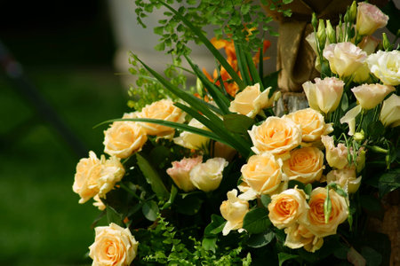 rosesの写真素材