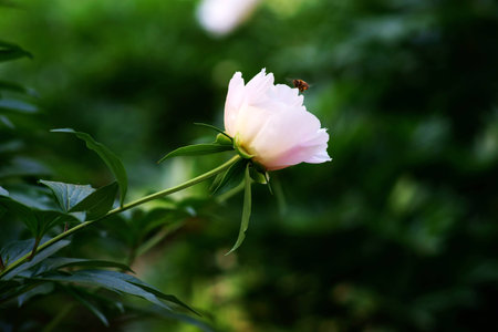 bee on flowerの写真素材