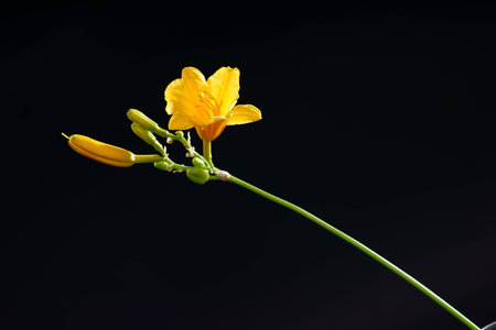 yellow flowersの写真素材