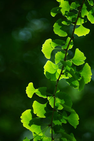 green leavesの写真素材