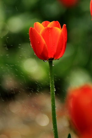 Red tulipsの写真素材