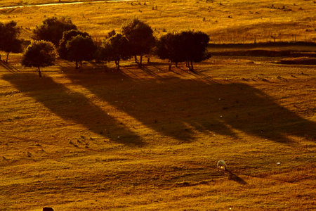 horse in the prairieの写真素材