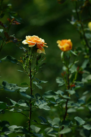 orange rosesの写真素材