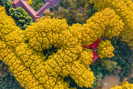 Aerial photography of golden yellow autumn scenery of French plane trees in Zhengzhou City, Henan Province, Chinaの写真素材