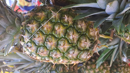 Pineapple fruit in the garden. Close up of fresh pineapple.の写真素材