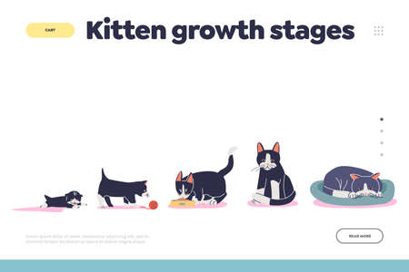 Kitten growth stages concept of landing page with cat growing from small kitty to adultのイラスト素材