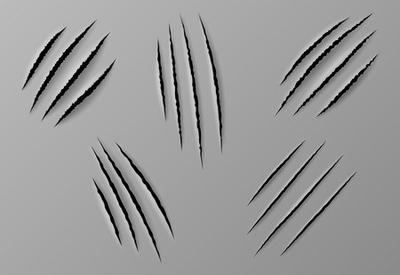 Claws scratches isolated. Wild animal nails rip, tiger, bear or cat paws shreds on gray backgroundのイラスト素材