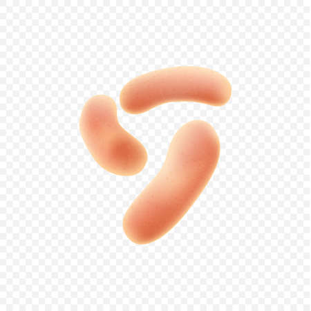 Set of symbiotic human bacteria. Probiotic microorganisms colony. Human intestinal microfloraのイラスト素材