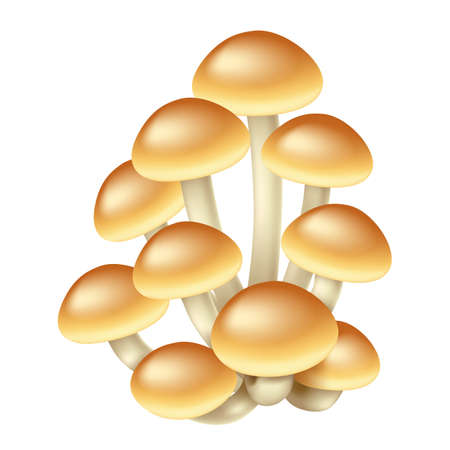 Honey fungus mushroom set realistic isolated on white background. Natural food ingredient elementのイラスト素材