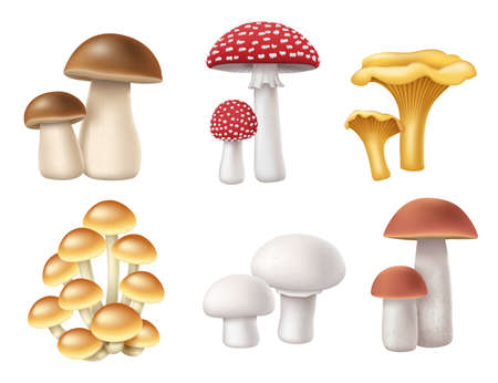 Mushrooms set. Realistic 3d honey fungi, boletus, chanterelle, muscaria fly agaric and champignonのイラスト素材