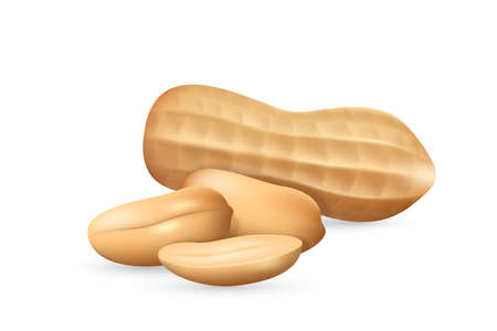Peanut in shell realistic icon. Groundnut peeled and unpeeled. Monkey nut or goober, beanのイラスト素材