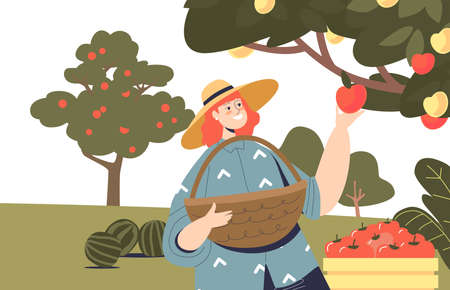 Woman picking apple harvest in garden. Young female with basket harvesting fruits on farmのイラスト素材