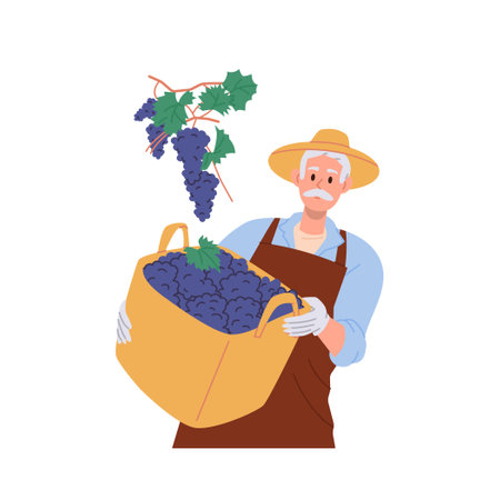Aged male farmer holding branch of ripe grapes harvest in wicker basket isolated on white backgroundのイラスト素材