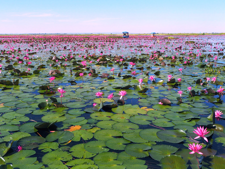 Red Lotus Sea (Nong Han Kumphawapi Lake), Located in Udon Thani, Thailandの写真素材