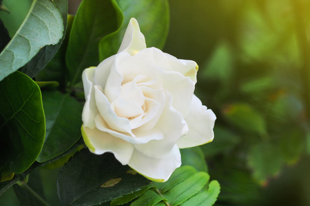 Gardenia Flower (Gardenia jasminoides) Beautiful in morningの写真素材