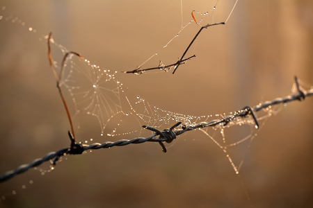 Morning dewdrops on spiders web hanging from barbed wireの写真素材