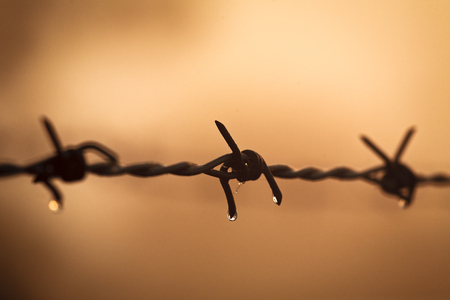 Morning dewdrops on a barbed wireの写真素材