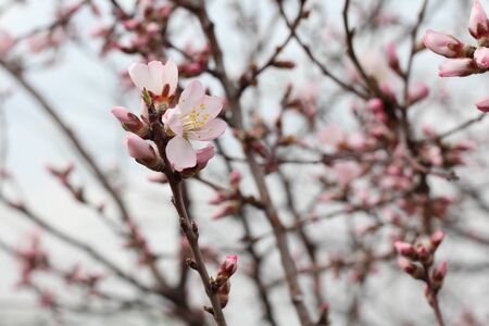 Spring flower on a treeの写真素材